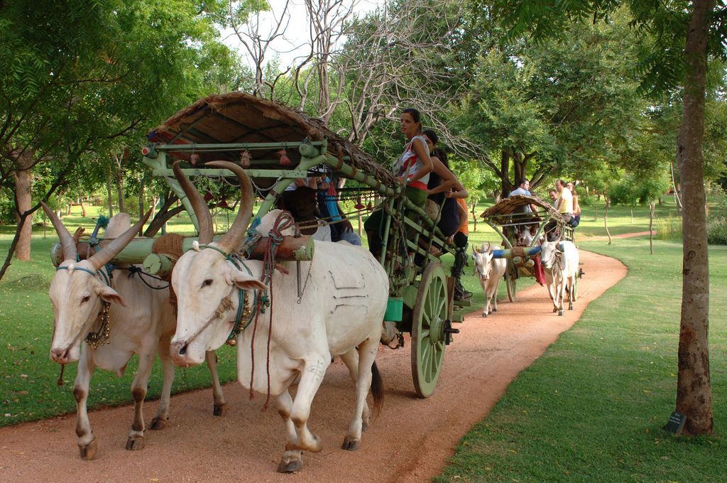 Dambulla Bull